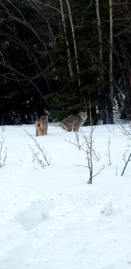 Tolsona Lake Lodge Glennallen Bagian luar foto